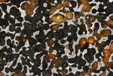 Polished Pallasite Meteorite ( g) Slice - NWA #301168-2